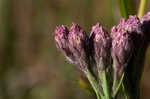 Bristleleaf chaffhead